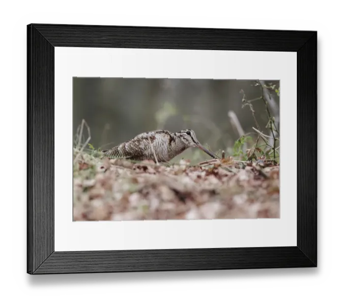 Framed Print : Eurasian Woodcock (Scolopax rusticola) adult, walking amongst oak leaf litter in woodland, Peak District, Derbyshire, England, may Framed Print : Eurasian Woodcock (Scolopax rusticola) adult, walking amongst oak leaf litter in woodland, Peak District, Derbyshire, England, may