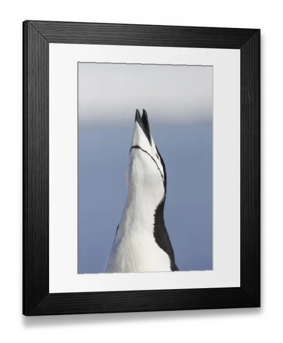 Framed Print : Chinstrap Penguin (Pygoscelis antarctica) adult, braying, close-up of head, Half Moon Island, South Shetland Islands, Antarctica Framed Print : Chinstrap Penguin (Pygoscelis antarctica) adult, braying, close-up of head, Half Moon Island, South Shetland Islands, Antarctica