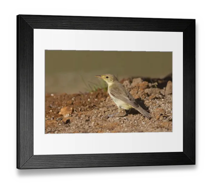 Framed Print : Melodious Warbler (Hippolais polyglotta) immature, foraging on ground, Northern Spain, september Framed Print : Melodious Warbler (Hippolais polyglotta) immature, foraging on ground, Northern Spain, september