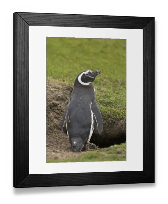 Framed Print : Magellanic Penguin (Spheniscus magellanicus) adult, standing at burrow entrance, Saunders Island, Falkland Islands