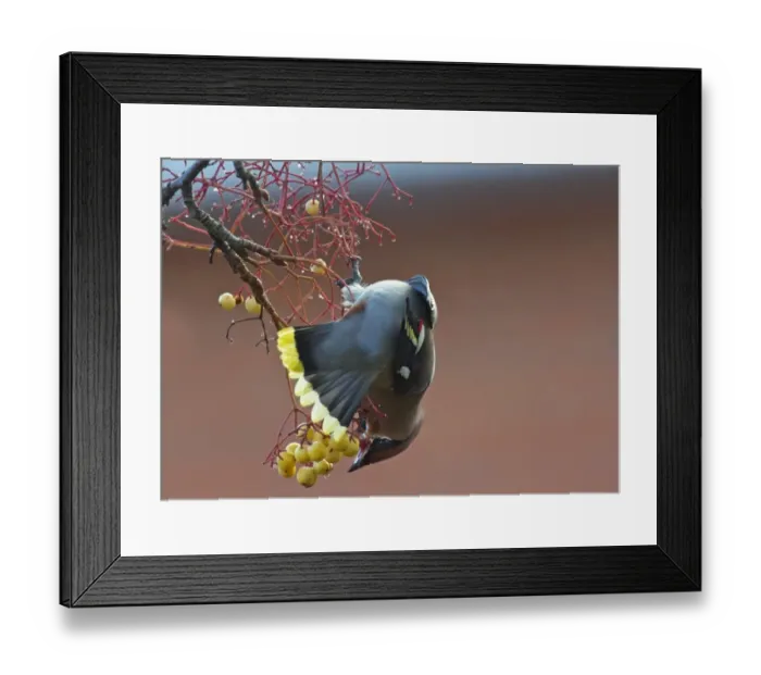 Framed Print : Bohemian Waxwing (Bombycilla garrulus) adult, feeding on fruit, Dumfries and Galloway, Scotland, november Framed Print : Bohemian Waxwing (Bombycilla garrulus) adult, feeding on fruit, Dumfries and Galloway, Scotland, november