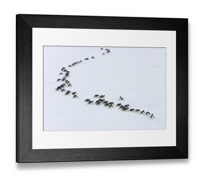 Framed Print : Emperor Penguin (Aptenodytes forsteri) adults, group tobogganing across ice, heading towards sea to feed, Snow Hill Island, Weddell Sea, Antarctica Framed Print : Emperor Penguin (Aptenodytes forsteri) adults, group tobogganing across ice, heading towards sea to feed, Snow Hill Island, Weddell Sea, Antarctica