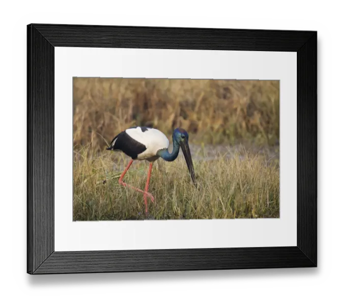 Framed Print : Black-necked Stork (Ephippiorhynchus asiaticus) adult male, foraging amongst vegetation in shallow water, Keoladeo Ghana N. P. (Bharatpur), Rajasthan, India
