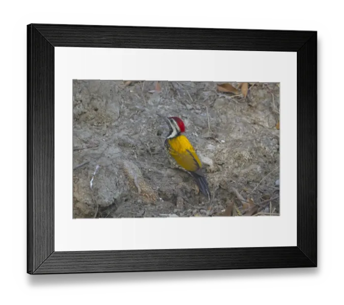 Framed Print : Black-rumped Flameback (Dinopium benghalense) adult female, foraging on ground, Sundarbans, Ganges Delta, West Bengal, India Framed Print : Black-rumped Flameback (Dinopium benghalense) adult female, foraging on ground, Sundarbans, Ganges Delta, West Bengal, India