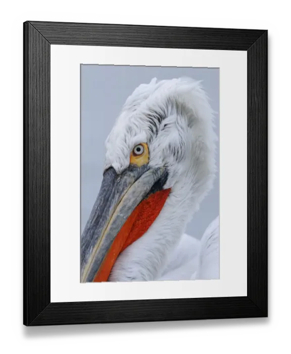 Framed Print : Dalmatian Pelican (Pelecanus crispus) adult, breeding plumage, close-up of head, Lake Kerkini, Macedonia, Greece Framed Print : Dalmatian Pelican (Pelecanus crispus) adult, breeding plumage, close-up of head, Lake Kerkini, Macedonia, Greece