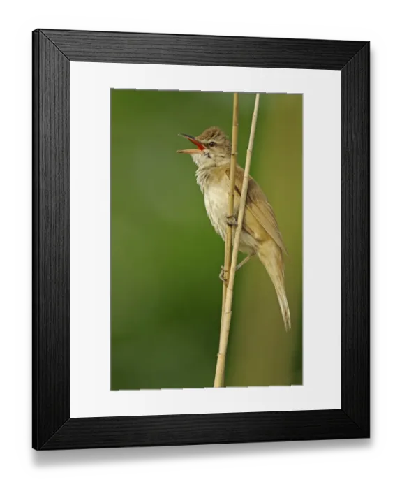 Framed Print : Great Reed-warbler (Acrocephalus arundinaceus) adult, singing, perched on reed stem, Bulgaria, may Framed Print : Great Reed-warbler (Acrocephalus arundinaceus) adult, singing, perched on reed stem, Bulgaria, may