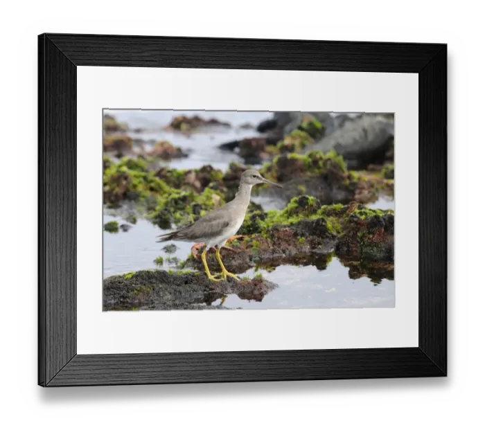 Framed Print : Wandering Tattler (Tringa incana) adult, non-breeding plumage, standing on coastal lava rocks, Galapagos Islands Framed Print : Wandering Tattler (Tringa incana) adult, non-breeding plumage, standing on coastal lava rocks, Galapagos Islands