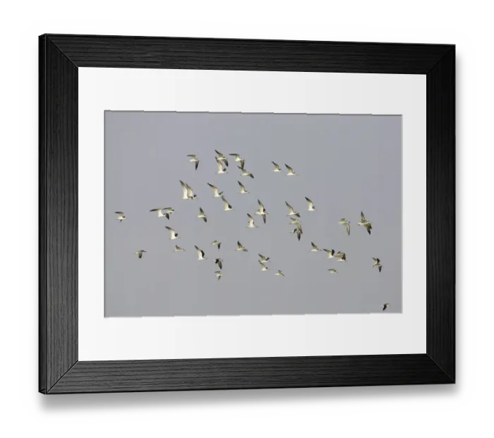 Framed Print : Black Skimmer (Rynchops niger) flock, in flight, Fort de Soto, Florida, U. S. A