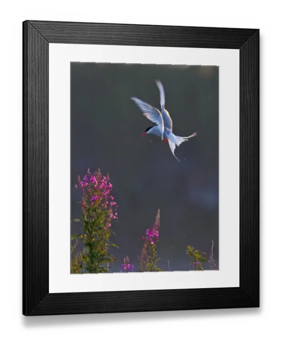 Framed Print : Arctic Tern (Sterna paradisea) adult, in flight, hovering over willowherb flowers, Finland, july Framed Print : Arctic Tern (Sterna paradisea) adult, in flight, hovering over willowherb flowers, Finland, july
