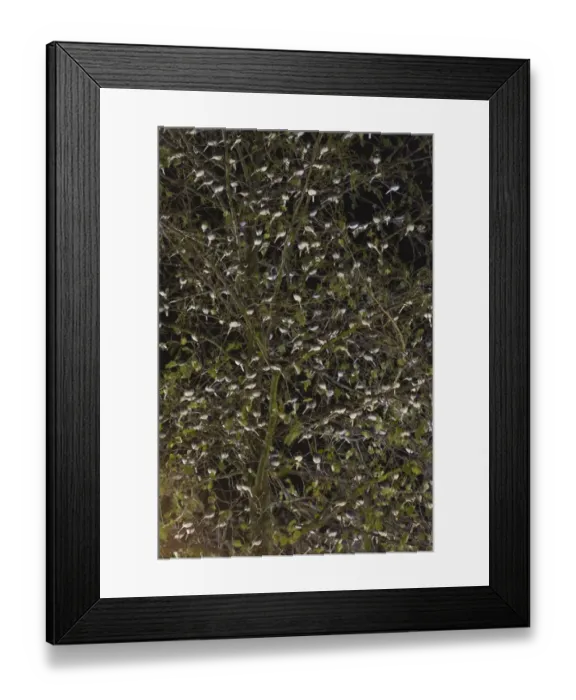 Framed Print : Pied Wagtail (Motacilla alba yarrellii) flock, roosting in tree at night, in urban shopping centre, Kent, England, december Framed Print : Pied Wagtail (Motacilla alba yarrellii) flock, roosting in tree at night, in urban shopping centre, Kent, England, december