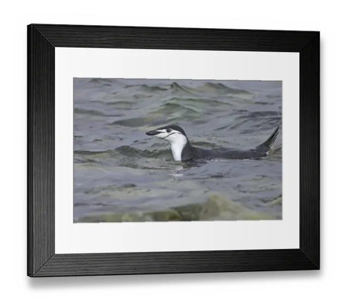 Framed Print : Chinstrap Penguin (Pygoscelis antarctica) adult, swimming at sea, Ronge Island, Antarctic Peninsula, Antarctica Framed Print : Chinstrap Penguin (Pygoscelis antarctica) adult, swimming at sea, Ronge Island, Antarctic Peninsula, Antarctica