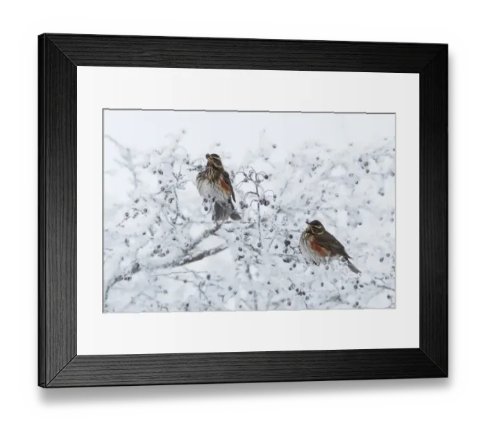 Framed Print : Redwing (Turdus iliacus) two adults, feeding on hawthorn berries in hoar fost covered hedgerow, Shropshire, England, winter Framed Print : Redwing (Turdus iliacus) two adults, feeding on hawthorn berries in hoar fost covered hedgerow, Shropshire, England, winter