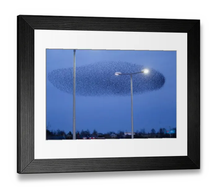 Framed Print : Common Starling (Sturnus vulgaris) flock, in roosting flight beside streetlights at dusk, Gretna Green, Dumfries, Scotland, march Framed Print : Common Starling (Sturnus vulgaris) flock, in roosting flight beside streetlights at dusk, Gretna Green, Dumfries, Scotland, march