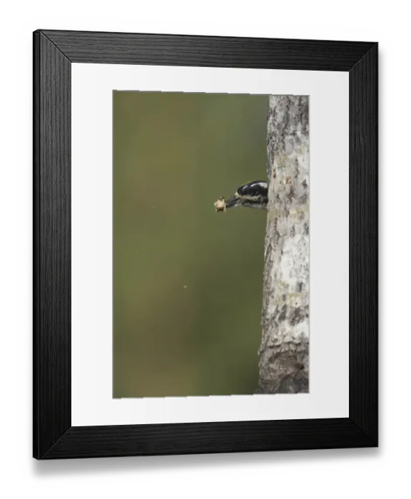 Framed Print : Three-toed Woodpecker (Picoides tridactylus) adult male, removing excreta from nesthole in tree trunk, Oulu Region, Finland Framed Print : Three-toed Woodpecker (Picoides tridactylus) adult male, removing excreta from nesthole in tree trunk, Oulu Region, Finland