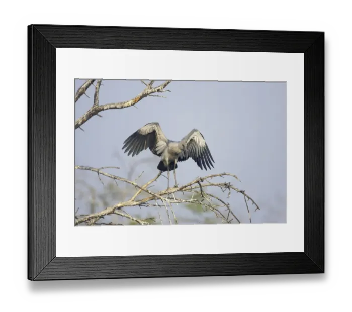 Framed Print : Asian Open-billed Stork (Anastomus oscitans) juvenile, flapping wings, standing on branches in tree, Keoladeo Ghana N. P. (Bharatpur), Rajasthan, India Framed Print : Asian Open-billed Stork (Anastomus oscitans) juvenile, flapping wings, standing on branches in tree, Keoladeo Ghana N. P. (Bharatpur), Rajasthan, India