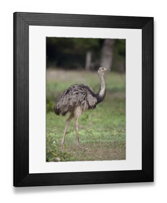 Framed Print : Greater Rhea (Rhea americana) adult, walking in savannah, Pantanal, Mato Grosso, Brazil Framed Print : Greater Rhea (Rhea americana) adult, walking in savannah, Pantanal, Mato Grosso, Brazil