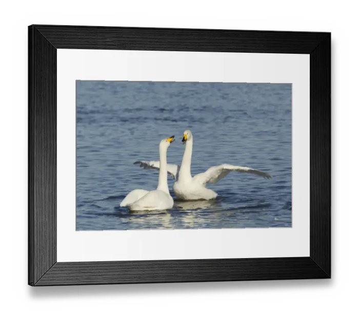 Framed Print : Whooper Swan (Cygnus cygnus) adult pair, displaying on water, Ouse Washes, Norfolk, England, february Framed Print : Whooper Swan (Cygnus cygnus) adult pair, displaying on water, Ouse Washes, Norfolk, England, february
