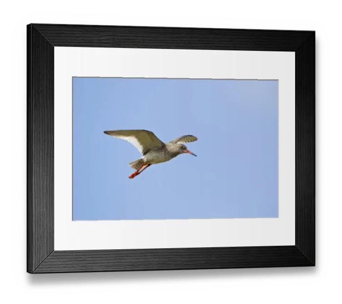 Framed Print : Common Redshank (Tringa totanus) adult, in flight, Shetland Islands, Scotland, june Framed Print : Common Redshank (Tringa totanus) adult, in flight, Shetland Islands, Scotland, june