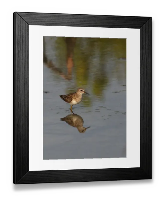 Framed Print : Long-toed Stint (Calidris subminuta) adult, standing in shallow water, Thailand, february Framed Print : Long-toed Stint (Calidris subminuta) adult, standing in shallow water, Thailand, february
