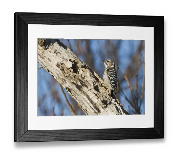 Framed Print : Japanese Pygmy Woodpecker (Dendrocopos kizuki nippon) adult, clinging to rotting tree trunk with holes, Hokkaido, Japan, winter Framed Print : Japanese Pygmy Woodpecker (Dendrocopos kizuki nippon) adult, clinging to rotting tree trunk with holes, Hokkaido, Japan, winter