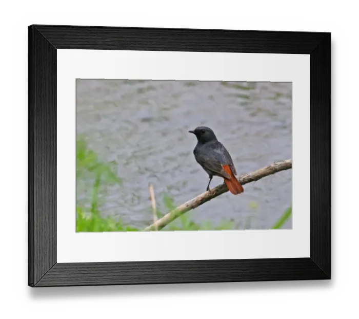 Framed Print : Plumbeous Water-redstart (Rhyacornis fuliginosus) adult male, perched on stick over river, Hebei, China, may Framed Print : Plumbeous Water-redstart (Rhyacornis fuliginosus) adult male, perched on stick over river, Hebei, China, may