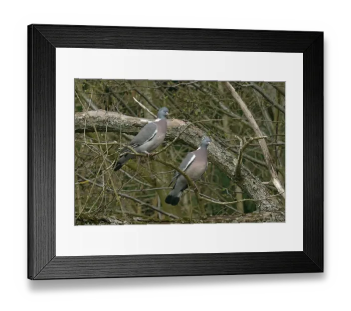 Framed Print : Wood Pigeon (Columba palumbus) adult pair, perched on branch, West Sussex, England, march Framed Print : Wood Pigeon (Columba palumbus) adult pair, perched on branch, West Sussex, England, march