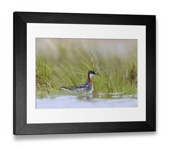 Framed Print : Red-necked Phalarope (Phalaropus lobatus) adult female, breeding plumage, amongst aquatic vegetation, Varanger, Norway, may Framed Print : Red-necked Phalarope (Phalaropus lobatus) adult female, breeding plumage, amongst aquatic vegetation, Varanger, Norway, may