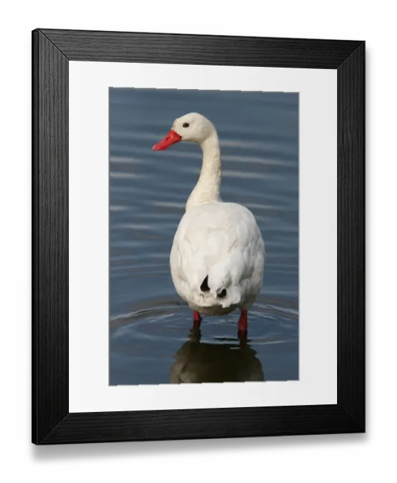 Framed Print : Coscoroba Swan (Coscoroba coscoroba) adult, standing in shallow water, Costanera Sur, Buenos Aires Province, Argentina, august Framed Print : Coscoroba Swan (Coscoroba coscoroba) adult, standing in shallow water, Costanera Sur, Buenos Aires Province, Argentina, august