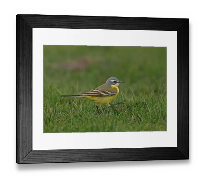Framed Print : Blue-headed Wagtail (Motacilla flava flava) adult male, walking on short grass, Sea Palling, Norfolk, England, april Framed Print : Blue-headed Wagtail (Motacilla flava flava) adult male, walking on short grass, Sea Palling, Norfolk, England, april