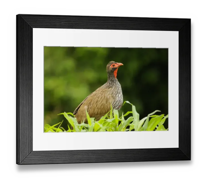 Framed Print : Red-necked Spurfowl (Pternistis afer) adult, amongst vegetation, Ruaha N. P. Tanzania Framed Print : Red-necked Spurfowl (Pternistis afer) adult, amongst vegetation, Ruaha N. P. Tanzania