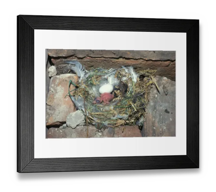 Framed Print : Swift (Apus apus) Egg and newly hatched chick Framed Print : Swift (Apus apus) Egg and newly hatched chick