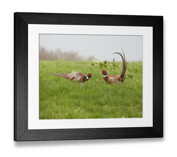 Framed Print : Common Pheasant (Phasianus colchicus) two adult males, fighting, Whitewell, Lancashire, England, april Framed Print : Common Pheasant (Phasianus colchicus) two adult males, fighting, Whitewell, Lancashire, England, april