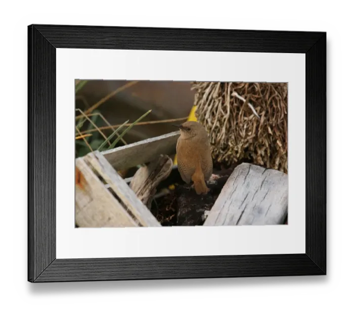 Framed Print : Cobb's Wren (Troglodytes cobbi) adult, standing amongst driftwood, Carcass Island, Falkland Islands, february
