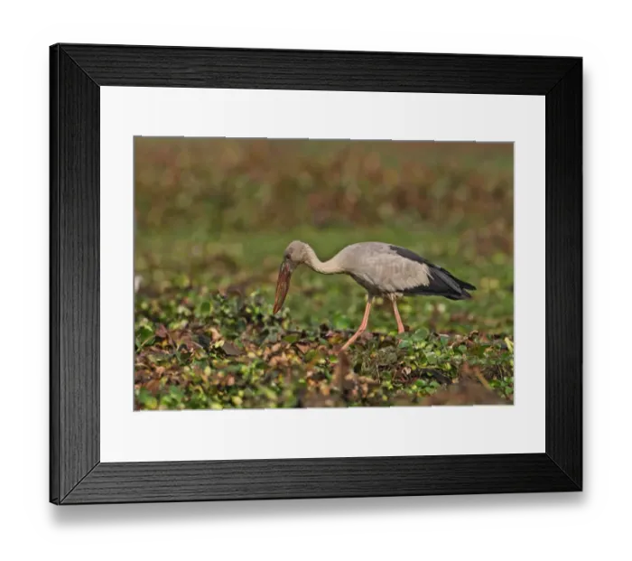 Framed Print : Asian Open-billed Stork (Anastomus oscitans) adult, foraging amongst Water Hyacinth (Eichhornia sp. ) in marsh, Dibru-Saikhowa N. P. Assam, India, january Framed Print : Asian Open-billed Stork (Anastomus oscitans) adult, foraging amongst Water Hyacinth (Eichhornia sp. ) in marsh, Dibru-Saikhowa N. P. Assam, India, january