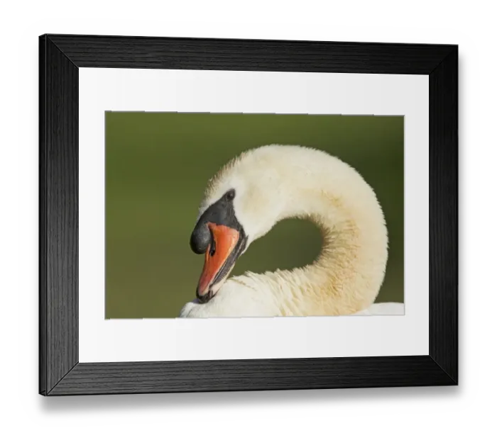 Framed Print : Mute Swan (Cygnus olor) adult male, preening, close-up of head and neck, Lackford Lakes Nature Reserve, Suffolk, England, july