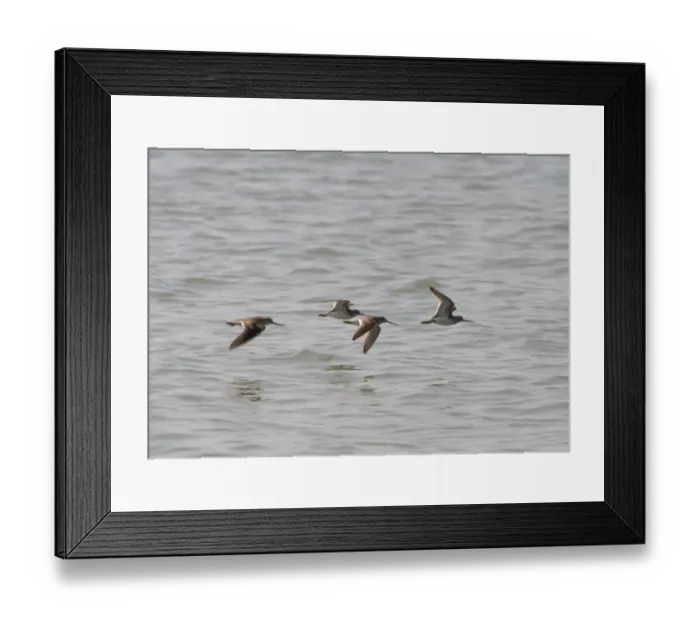 Framed Print : Terek Sandpiper (Xenus cinereus) four adults, in flight over water, Sundarbans, Ganges Delta, West Bengal, India Framed Print : Terek Sandpiper (Xenus cinereus) four adults, in flight over water, Sundarbans, Ganges Delta, West Bengal, India