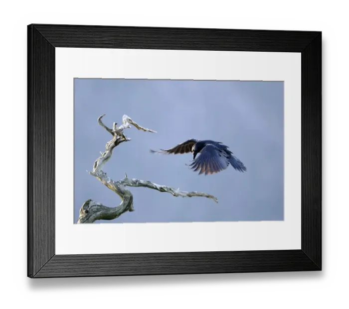 Framed Print : Common Raven (Corvus corax) adult, in flight, landing on dead tree, Norway, february Framed Print : Common Raven (Corvus corax) adult, in flight, landing on dead tree, Norway, february