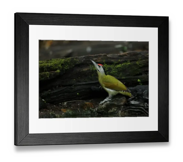 Framed Print : Grey-headed Woodpecker (Picus canus hessei) adult male, drinking at forest pool, Kaeng Krachan N. P. Thailand, november Framed Print : Grey-headed Woodpecker (Picus canus hessei) adult male, drinking at forest pool, Kaeng Krachan N. P. Thailand, november