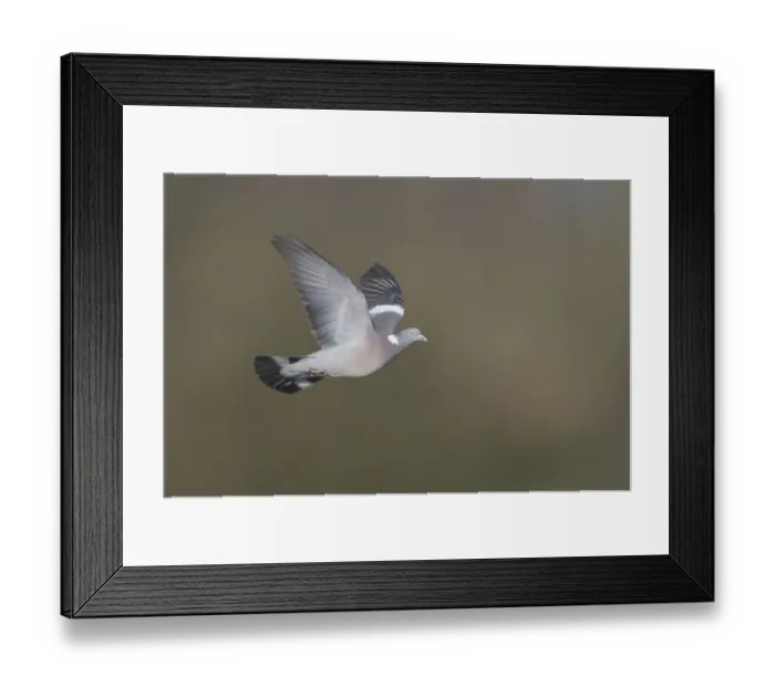 Framed Print : Wood Pigeon (Columba palumbus) adult, in flight, Sussex, England Framed Print : Wood Pigeon (Columba palumbus) adult, in flight, Sussex, England