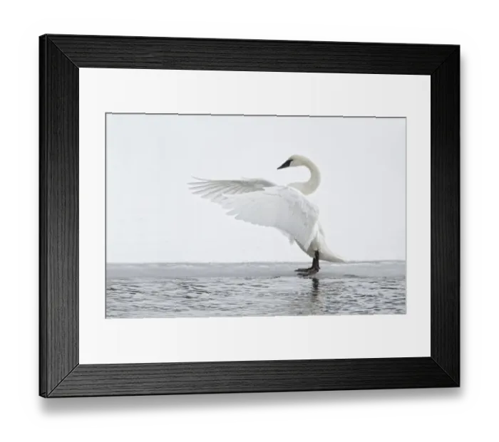 Framed Print : Trumpeter Swan (Cygnus buccinator) adult, stretching wings, standing on ice at edge of water, Yellowstone N. P. Wyoming, U. S. A. february
