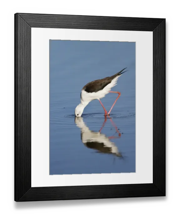 Framed Print : Black-winged Stilt (Himantopus himantopus) adult, feeding in water with reflection, Okavango Delta, Botswana Framed Print : Black-winged Stilt (Himantopus himantopus) adult, feeding in water with reflection, Okavango Delta, Botswana