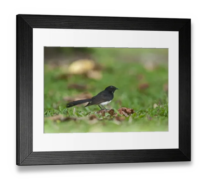 Framed Print : Willie Wagtail (Rhipidura leucophrys) adult, standing on fallen leaf, Cairns, Queensland, Australia Framed Print : Willie Wagtail (Rhipidura leucophrys) adult, standing on fallen leaf, Cairns, Queensland, Australia