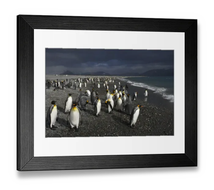 Framed Print : King Penguin (Aptenodytes patagonicus) adults, flock gathering on shoreline under stormclouds, Salisbury Plain, South Georgia Framed Print : King Penguin (Aptenodytes patagonicus) adults, flock gathering on shoreline under stormclouds, Salisbury Plain, South Georgia