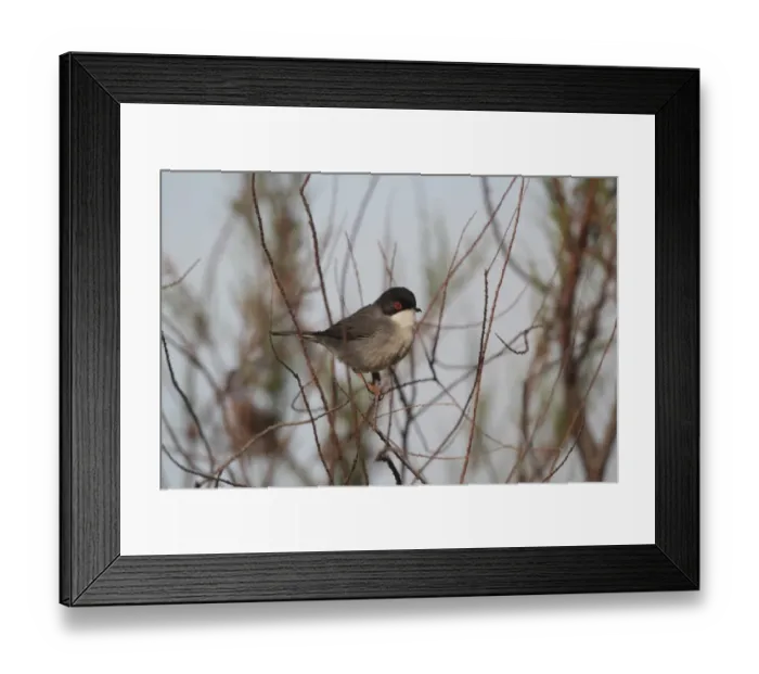 Framed Print : Sardinian Warbler (Sylvia melanocephala) adult male, perched in bush, Portugal, march Framed Print : Sardinian Warbler (Sylvia melanocephala) adult male, perched in bush, Portugal, march