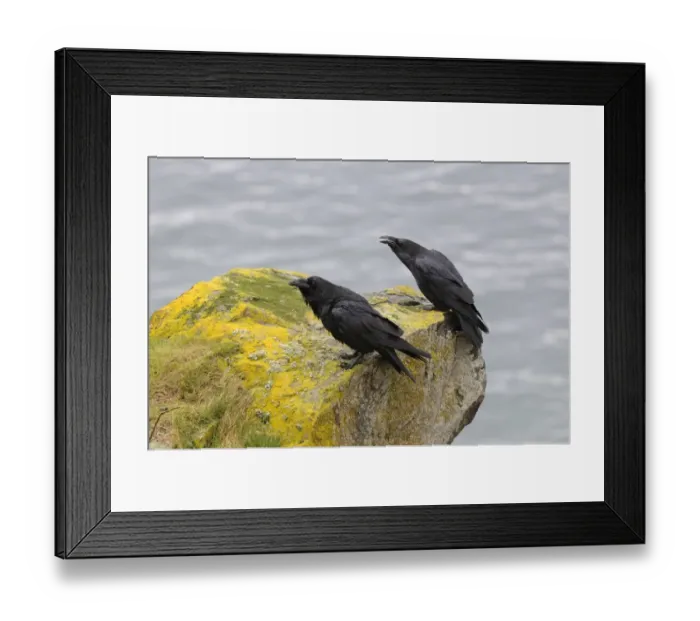 Framed Print : Common Raven (Corvus corax) adult pair, calling, perched on coastal rock, Varanger, Norway, may Framed Print : Common Raven (Corvus corax) adult pair, calling, perched on coastal rock, Varanger, Norway, may