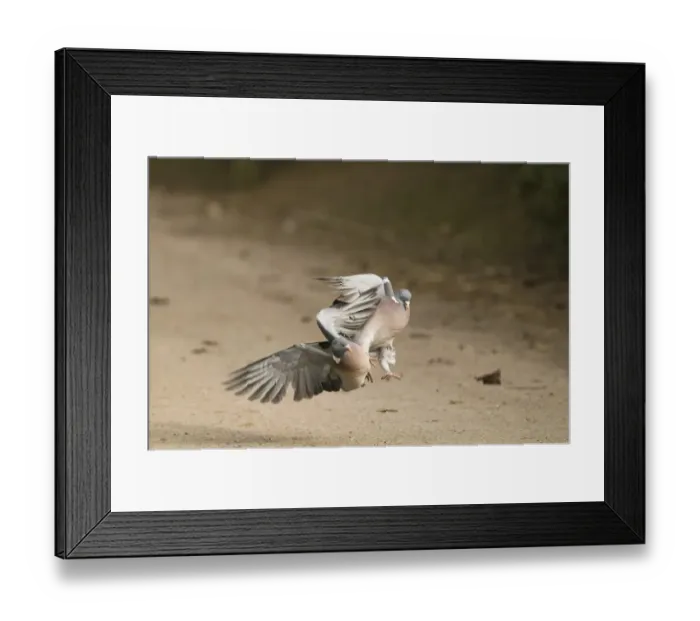 Framed Print : Wood Pigeon (Columba palumbus) two adults, fighting, Gloucestershire, England, february Framed Print : Wood Pigeon (Columba palumbus) two adults, fighting, Gloucestershire, England, february