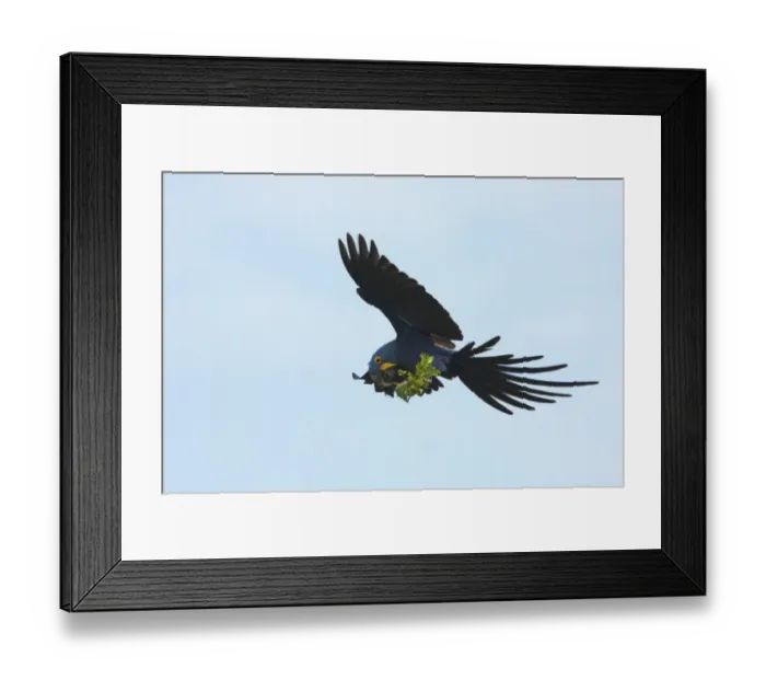 Framed Print : Hyacinth Macaw (Anodorhynchus hyacinthinus) adult, in flight, collecting plant material to line nest, Transpantaneira