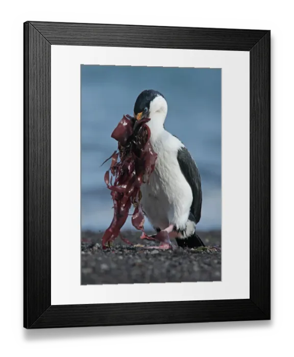 Framed Print : Antarctic Shag (Phalacrocorax bransfieldensis) adult, collecting kelp for nesting material, Deception Island, South Shetland Islands, Antarctica, december