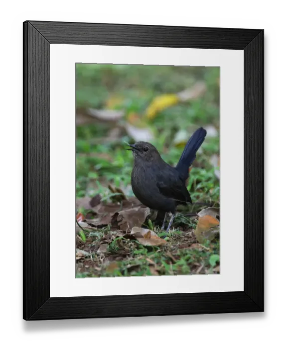 Framed Print : Indian Robin (Saxicoloides fulicata leucoptera) endemic race, adult female, feeding on grasshopper leg, standing on ground, Sri Lanka, december Framed Print : Indian Robin (Saxicoloides fulicata leucoptera) endemic race, adult female, feeding on grasshopper leg, standing on ground, Sri Lanka, december
