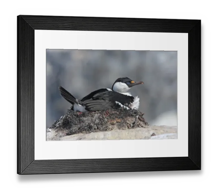 Framed Print : Antarctic Shag (Phalacrocorax bransfieldensis) adult, sitting at nest, Port Lockroy, Antarctic Peninsula, Antarctica, december Framed Print : Antarctic Shag (Phalacrocorax bransfieldensis) adult, sitting at nest, Port Lockroy, Antarctic Peninsula, Antarctica, december